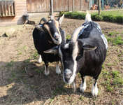 Sissi + Lilli